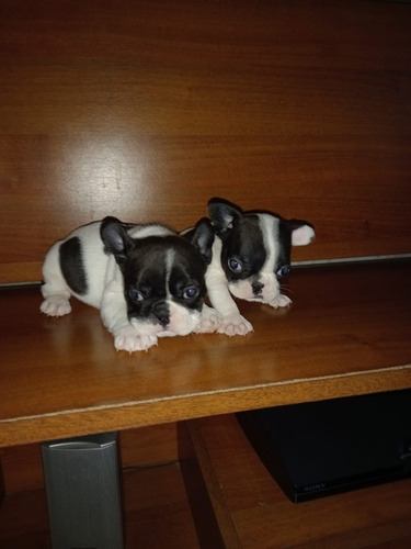 Bulldog Francés Macho Y Hembra  Hembra