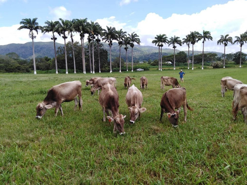 Imagen 18 de 20 de Finca En Carabobo Bejuma Aa