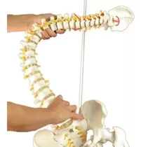 Comprar Modelo Anatómico De La Columna Vertebral (columna Vertebral)