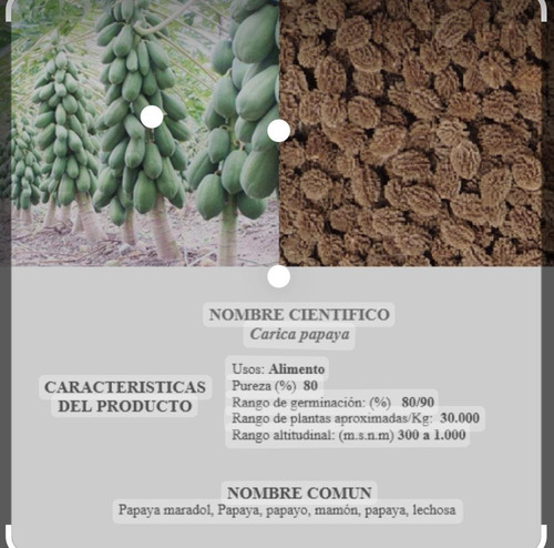 Imagen 2 de 2 de Semillas De Papaya Maradol X 150