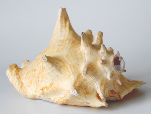 Caracola Strombus Gigas (Usado)