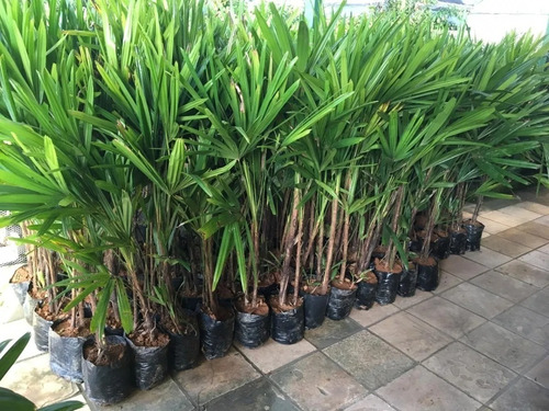 01 Muda Planta Raphis Excelsa Rafia Touceira Palmeira Ráfis