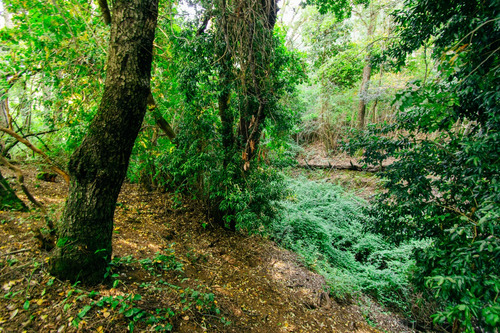 Parcela 5.000 M2 Trupán Comuna Tucapel - Región Bio Bio