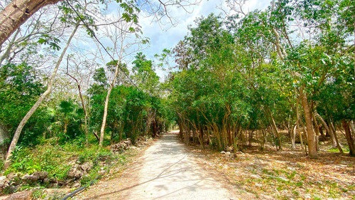 Imagen 3 de 13 de Hermosos Terrenos Titulados En Zona Urbana De Puerto Morelos