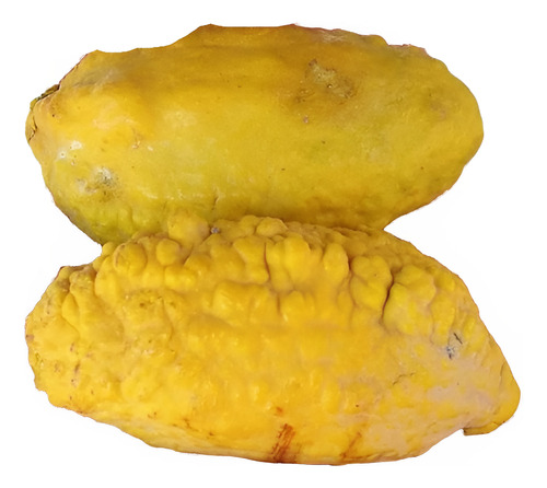 Arbolito De Zapote Niño Uspi Olosapo Couepia Polyandrae