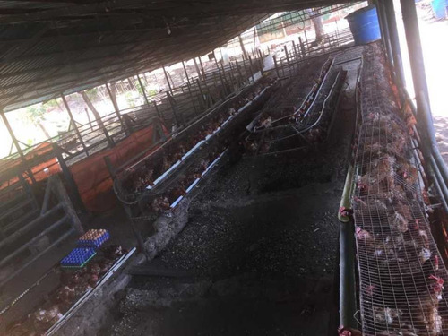 Imagen 29 de 29 de Finca Mixta + Manga De Coleo De 1 Ha En Guayabita En Turmero