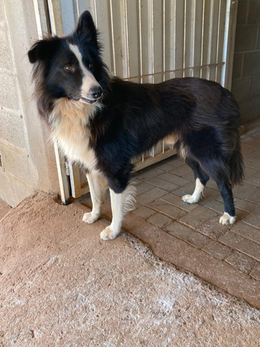Imagem 3 de 5 de Reserva Filhotes De Border Collie