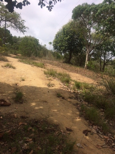 Imagem 4 de 18 de Ótimo Sítio 14 Hec, Não Tem Benfeitoria, Estrada De Aldeia Km 33 Em Paudalho Aceito Carro - St00007
