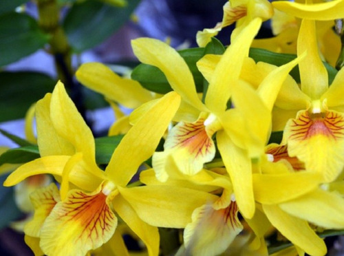 300 Semillas De Orquidea Amarillas + Instructivo