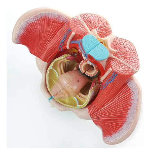 Pelvis Femenina Anatomica A Tamaño Natural, Desmontable