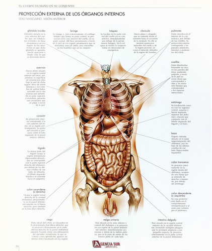 El Cuerpo Humano En Su Conjunto, Atlas De Anatomía