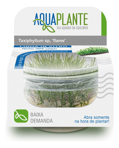 Planta Aquaplante Taxiphyllum Flame (musgo Flame)