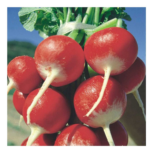 Sementes De Rabanete Vermelho Sparkler - 50g