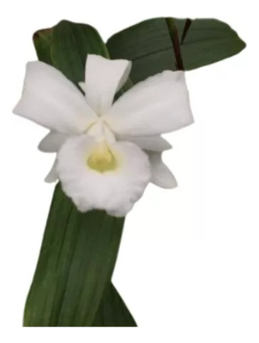 Orquídea Sobralia Sessilis