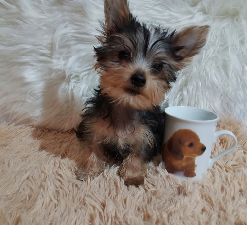 Cachorros Yorkie Mini