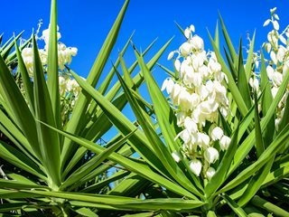 Yucca | 