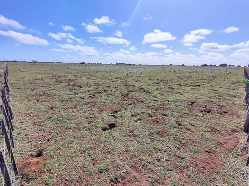 Imagen 19 de 19 de Campo De 95 Has En Ataliva Roca -la Pampa