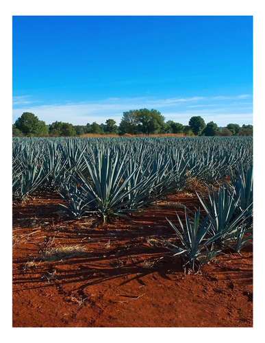 Pack De 4 Destilado De Agave Las Chivas Oro Pet 1 L