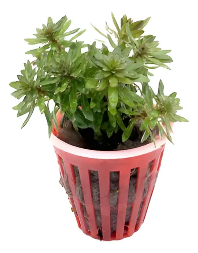 Plantas Acuaticas Ludwigia Pantanal