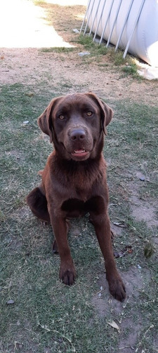 Imagen 4 de 5 de Labrador Para Monta En Maldonado