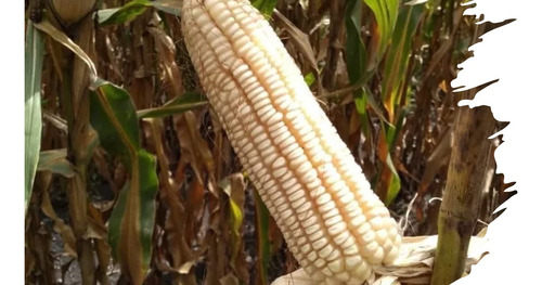 Semilla De Maiz Para Grano Blanco Para Temporal Y Riego 5kg