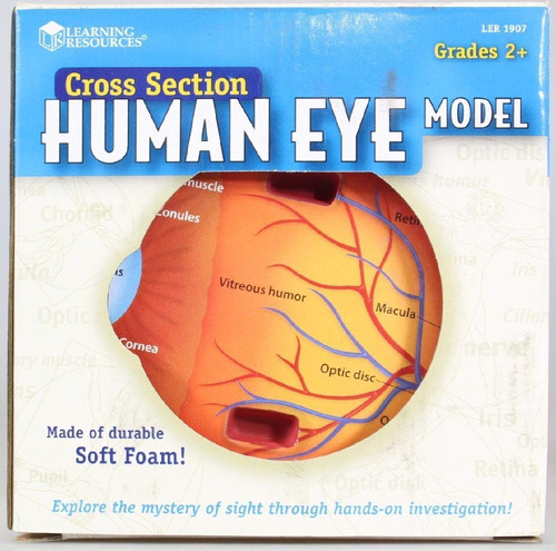 Ojo Humano, Modelo Partes Del Ojo En Ingles