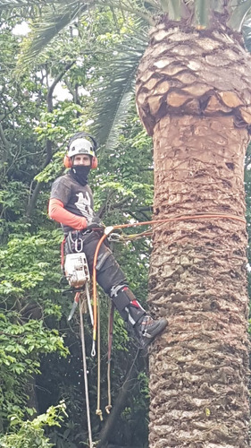 Imagen 10 de 10 de Poda De Arboles Y Palmeras Tala Extracciones Altura Riesgo