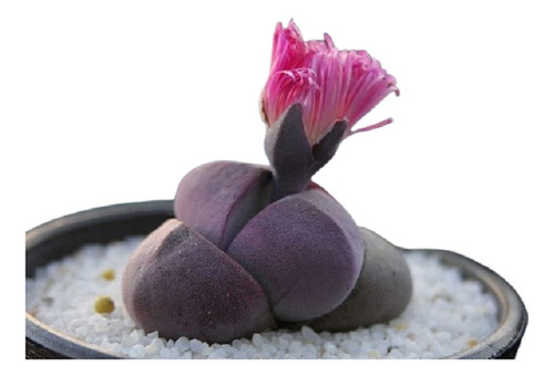 Pleiospilos Nelii Royal Flush Suculenta De Colecccion