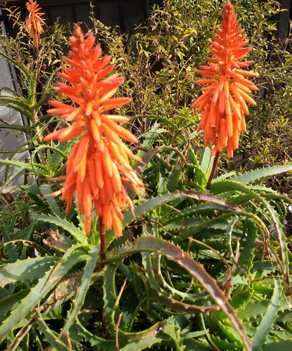 Planta Aloe Arborescens