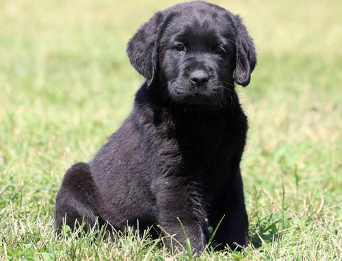 Labrador Negro Porte Maravilloso - Criadero Chascomús