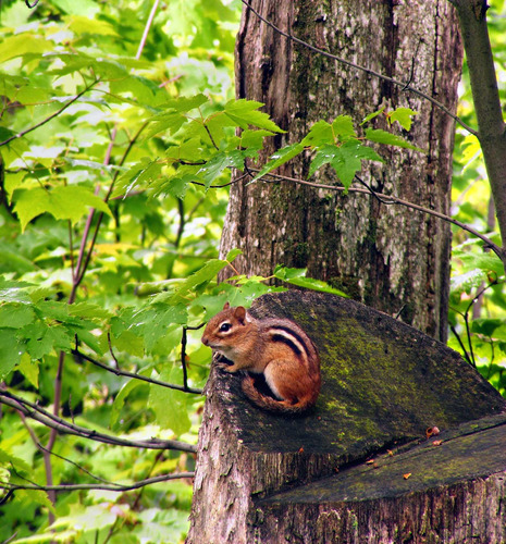 Cuadro 20x20cm Ardilla Chipmunk Animal Salvaje Naturaleza M1