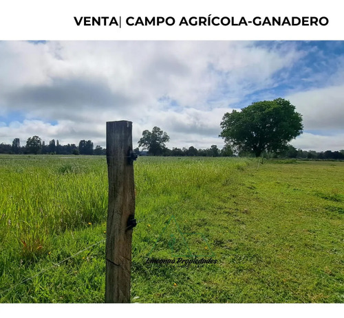 Oportunidad Campo 52 Ha En Freire Con Gran Proyeccion