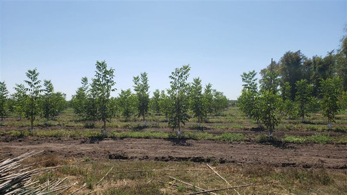 Parcela Agrícola En Venta En Longaví Con Casa En Obra