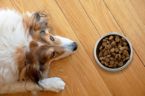 Alimento Ganador Premium para perro adulto de raza mediana y grande en bolsa de 20kg