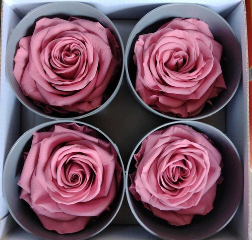 Rosa Roja Tamaño Premium - Flor Natural Preservada 4 Piezas | Meses sin  intereses