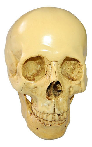 L Simulación De Cráneo Humano De Resina Gótica 1:1