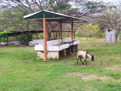Imagen 7 de 14 de Finca En Yaracuy Municipio Bruzual Cumaripa