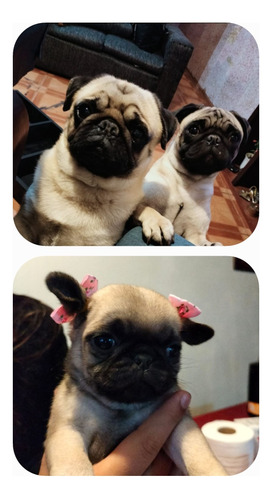 Cachorroro Pug