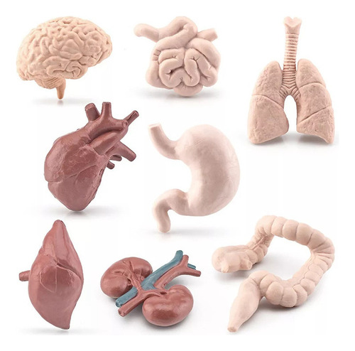 8 Piezas De Modelos De Órganos Humanos Simulados.