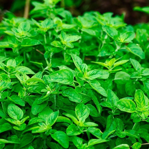 Etnia Oregano Del Altiplano Cosecha Aymara Natural 35 Grs