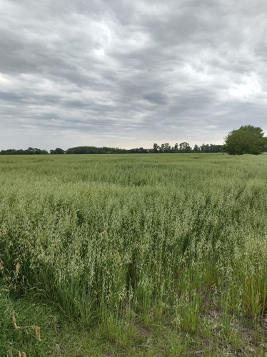 Venta Campo Navarro