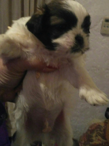 Mini Shitzus . Unicos 100%puros.
