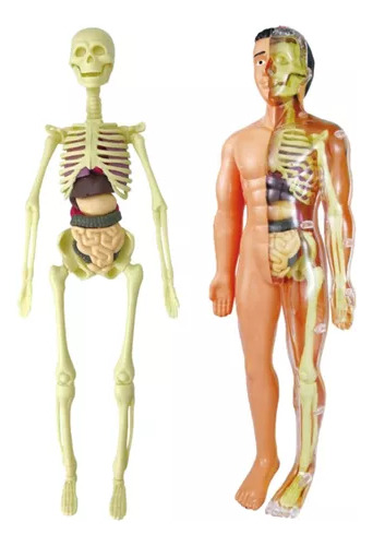 Torso Humano, Modelo Corporal, Anatomía, Órganos Internos, A