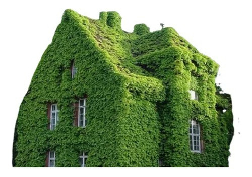 Planta Planta Trepadora Como Se Llama