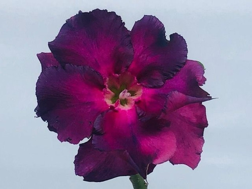 10 Sementes Rosa Do Deserto Tons Roxas Azuladas Frete Gratis