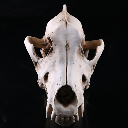 Esqueleto De Cabeza De Animal Artificial 6