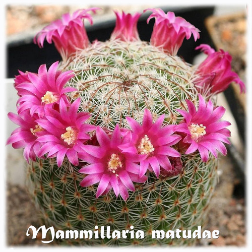 Semillas De Cactus Suculentas Mammillaria Matudae Colección