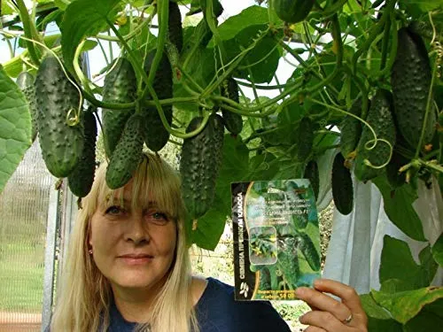 Seeds4planting - Semillas De Pepino A La Ede Un Veci.