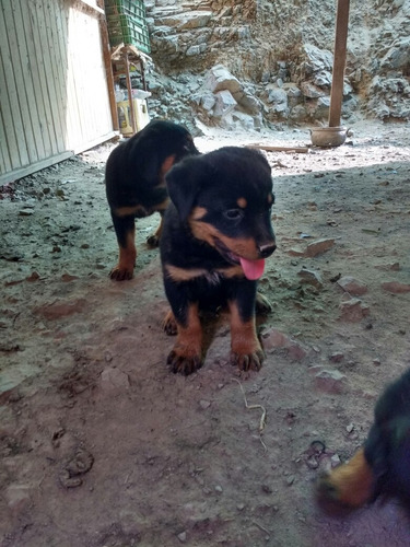 Imagen 2 de 5 de Cachorros Rottweiler