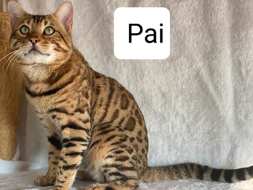  Filhotes Gato Bengal Macho E Fêmea Com Pedigree Castrados 